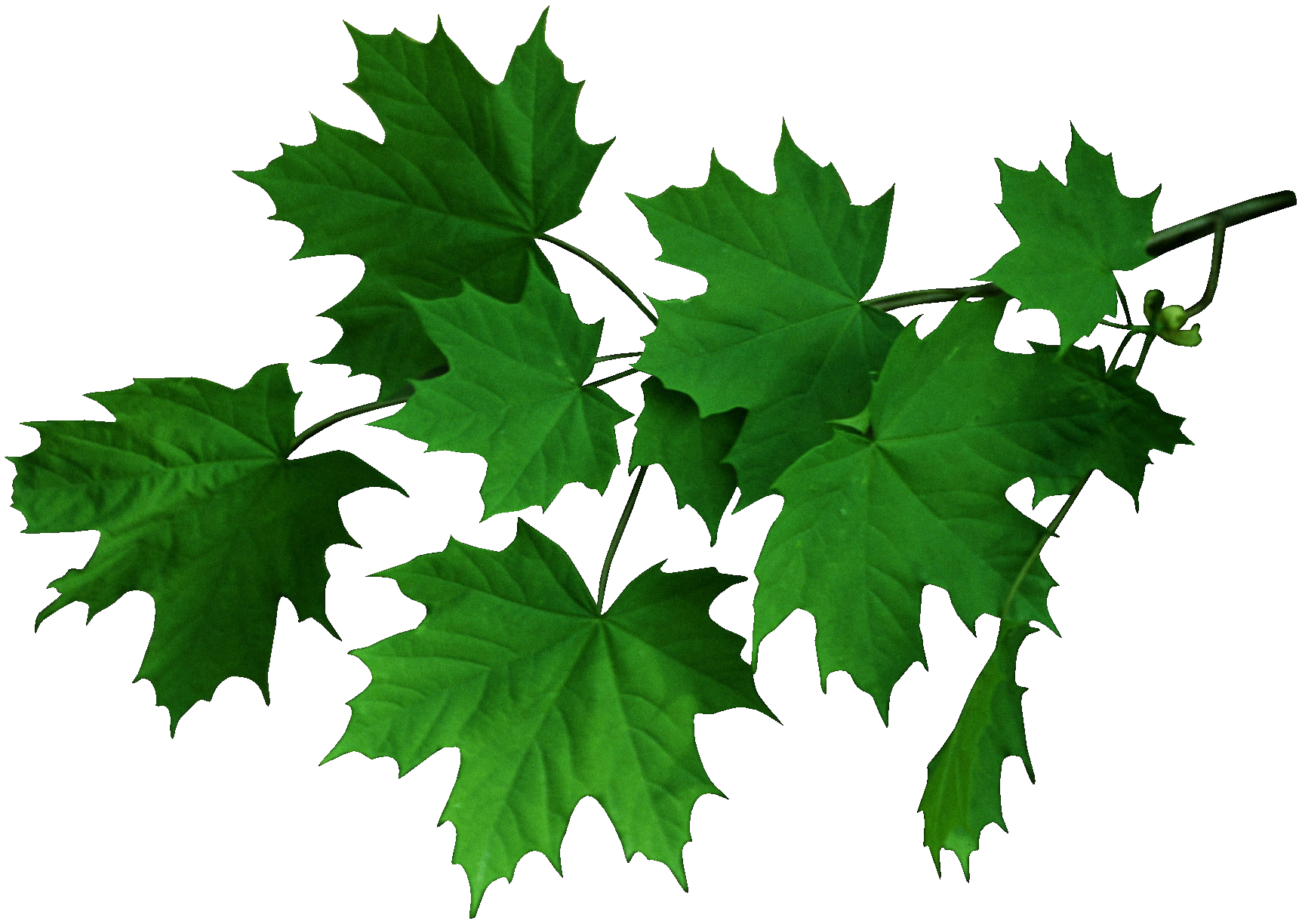 2-26035_ahorn-foliage-1-.png