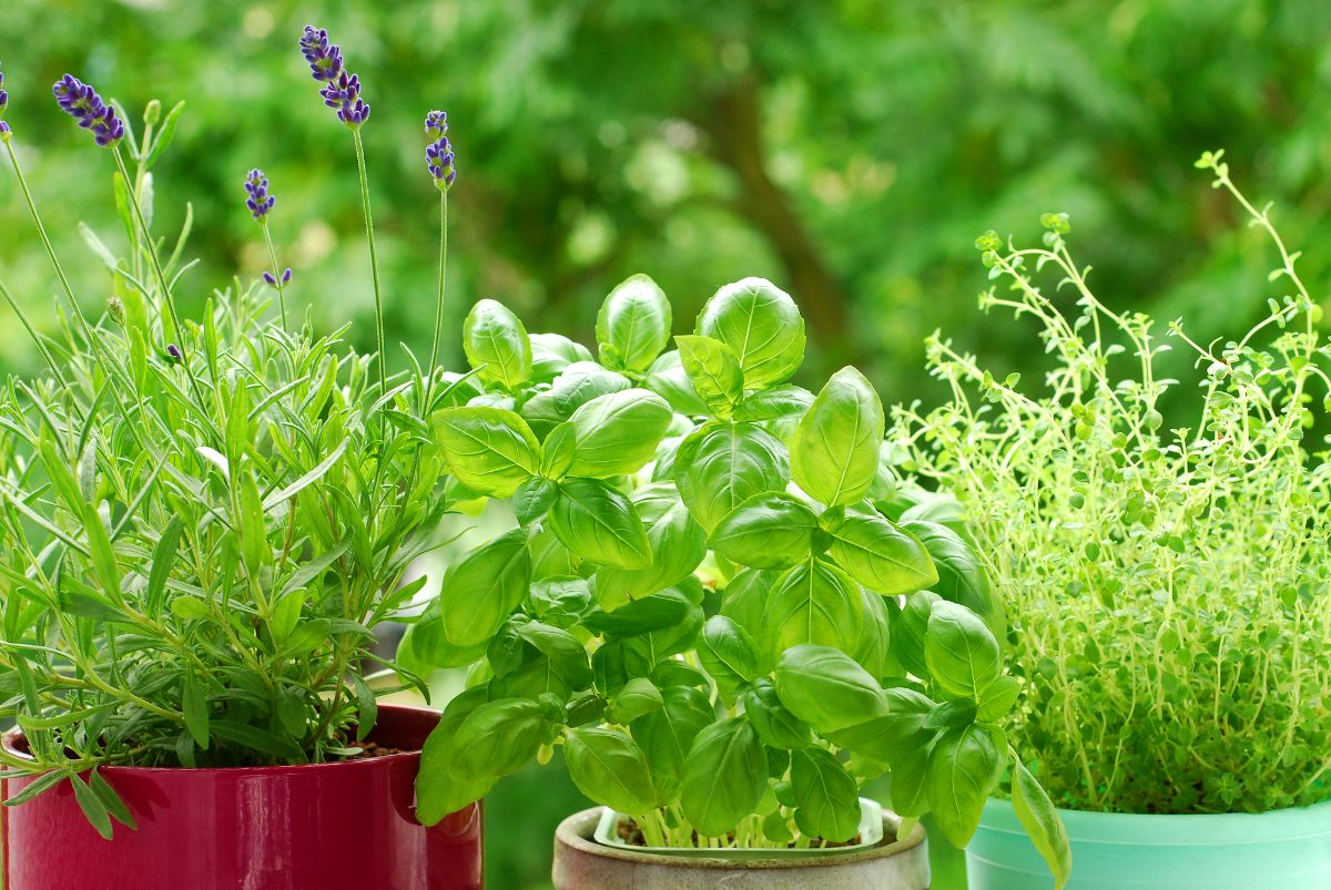 healthy-herbs-in-pot-06092022-min